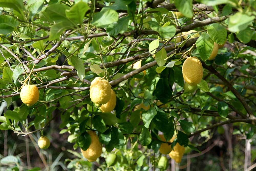 オリーブオイル リモーネ