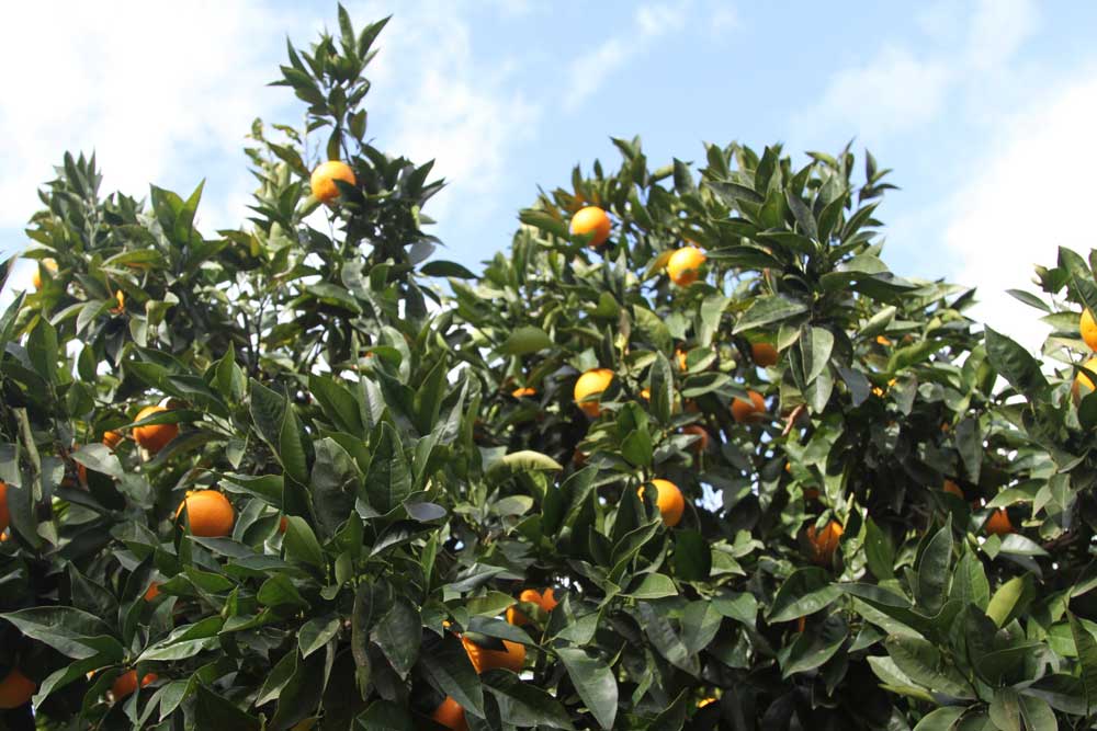 オリーブオイル マンダリン