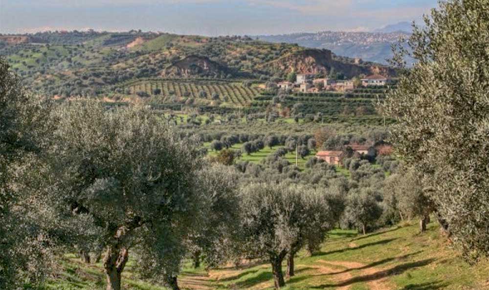 ミニシ社のオリーブオイル